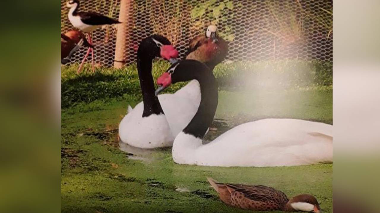 De gestolen zwarthalszwanen