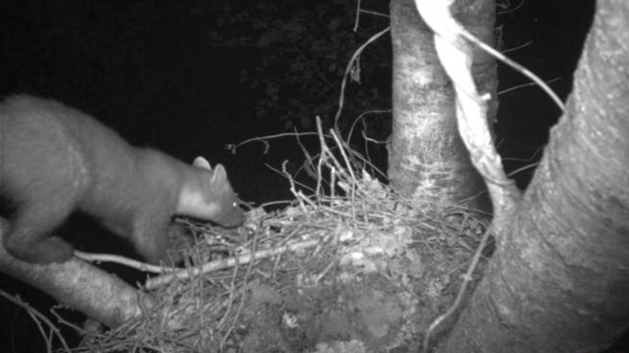 Zeldzame boommarter gespot in natuurgebied de Kampina