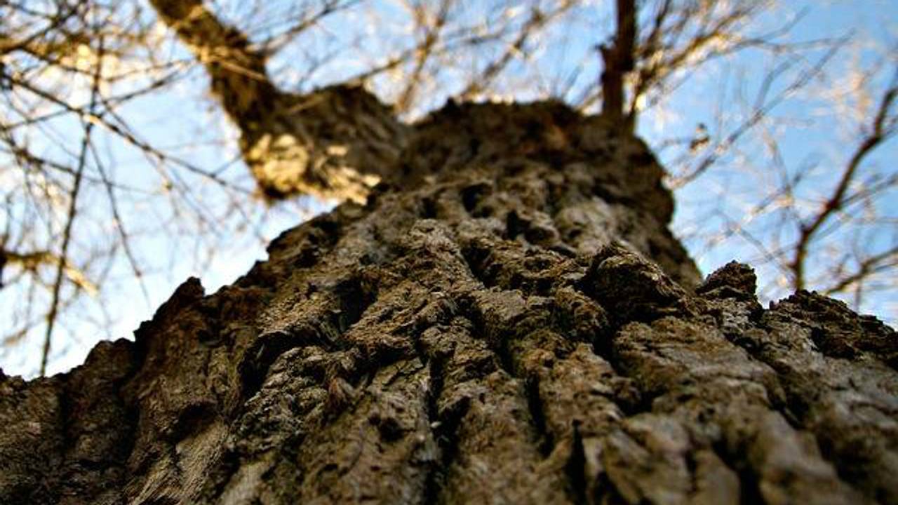 Foto: Facebook/Heilige Eik Goirle