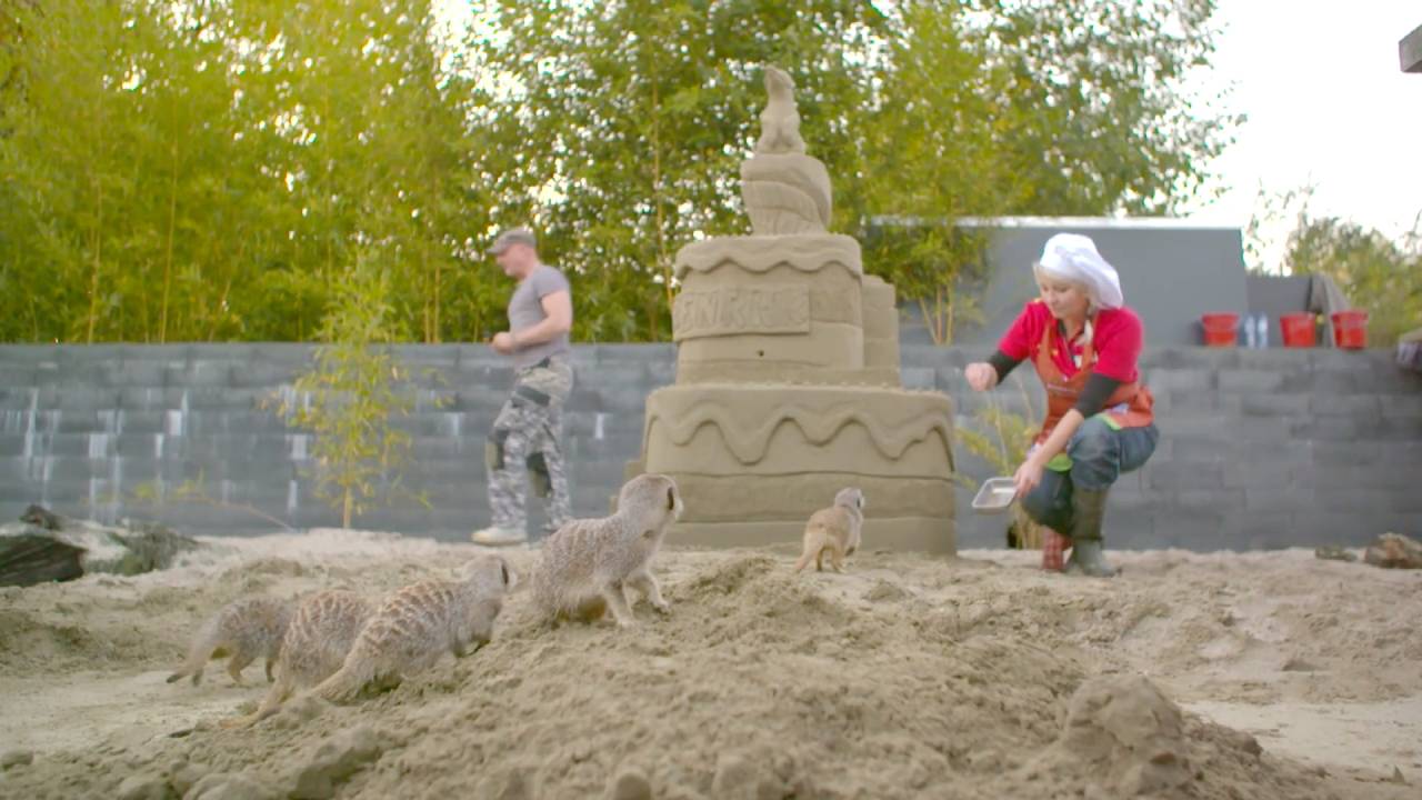 De stokstaartjestaart. (foto: Dierenrijk Nuenen)