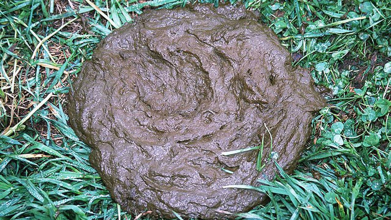 Te veel koeienmest betekent: te veel fosfaat