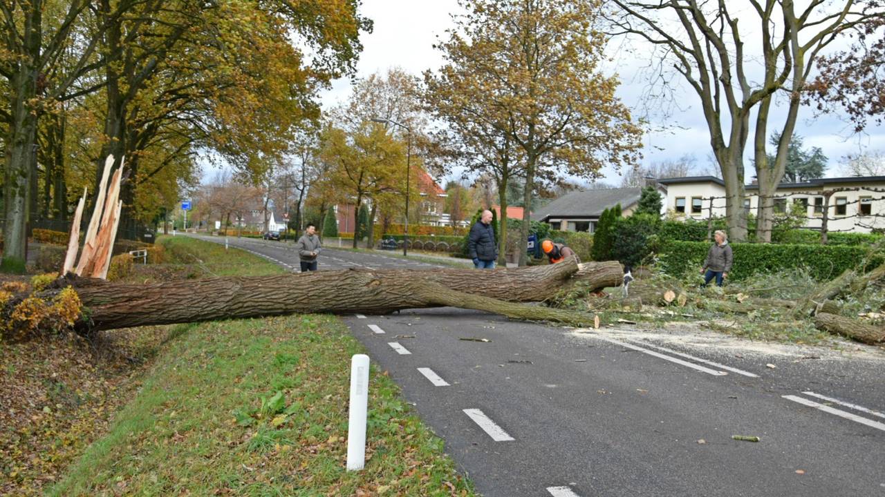 Boom op de weg in Hoeven (foto: Alexander Vingerhoeds/Obscura Foto)
