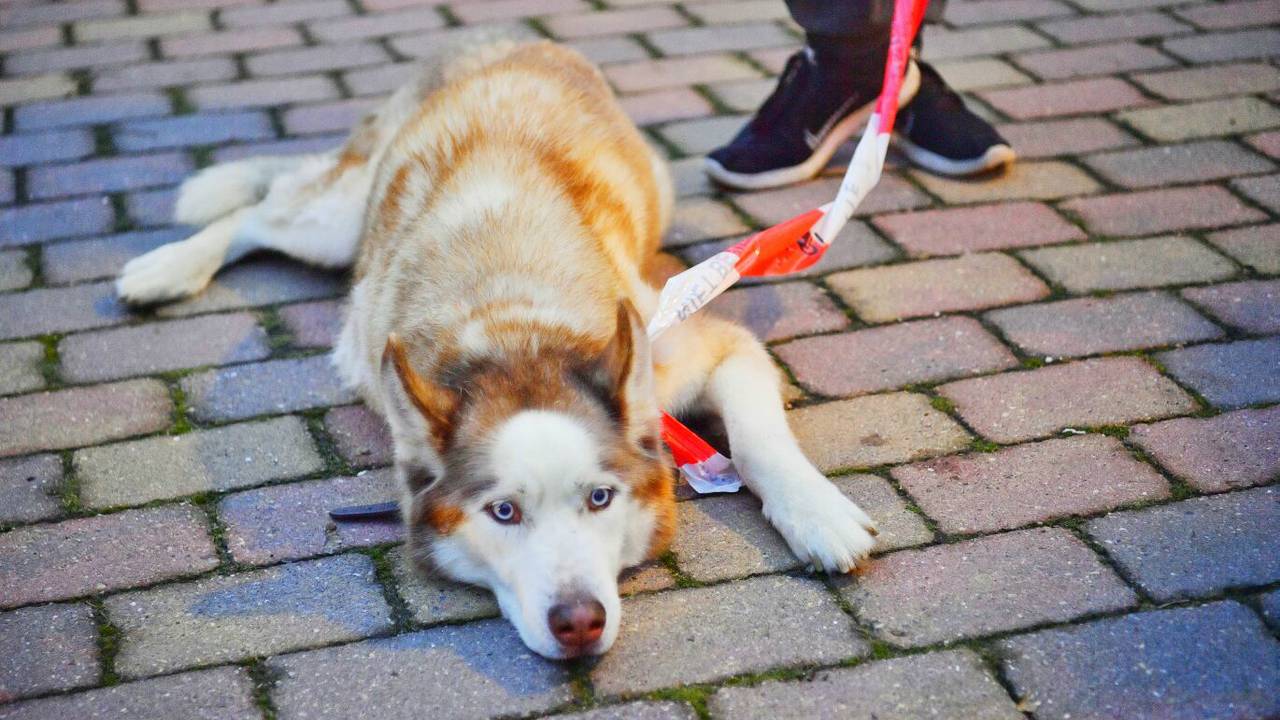 Foto: Rico Vogels/SQ Vision Mediaprodukties