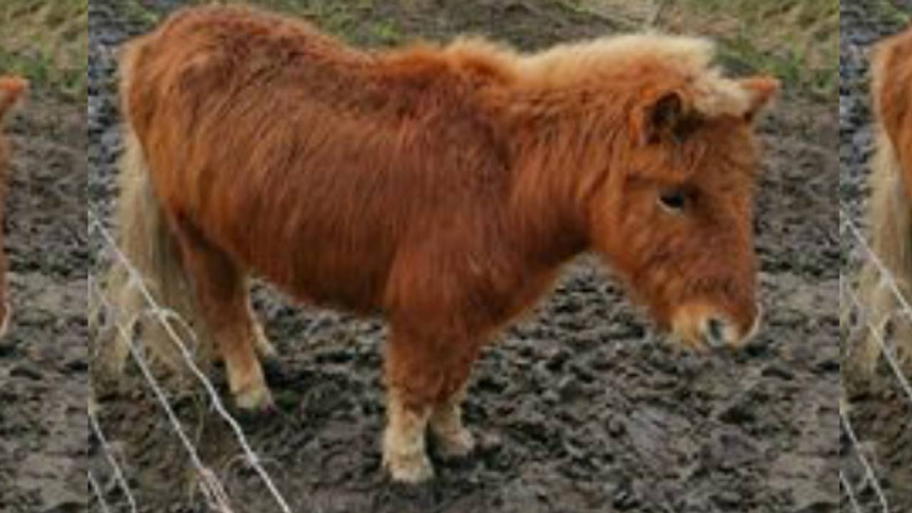 De zwaar vermagerde pony is in beslag genomen (foto: Facebook/Politieteam Roosendaal)