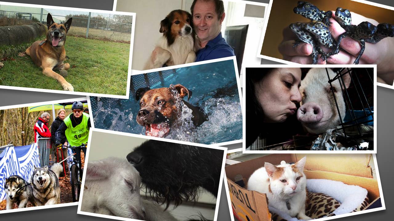 De dierenverhalen van het afgelopen jaar
