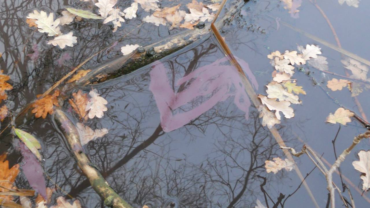 Bourgondisch Bloed kleurt De Kuil paars (foto: waterschap Brabantse Delta).