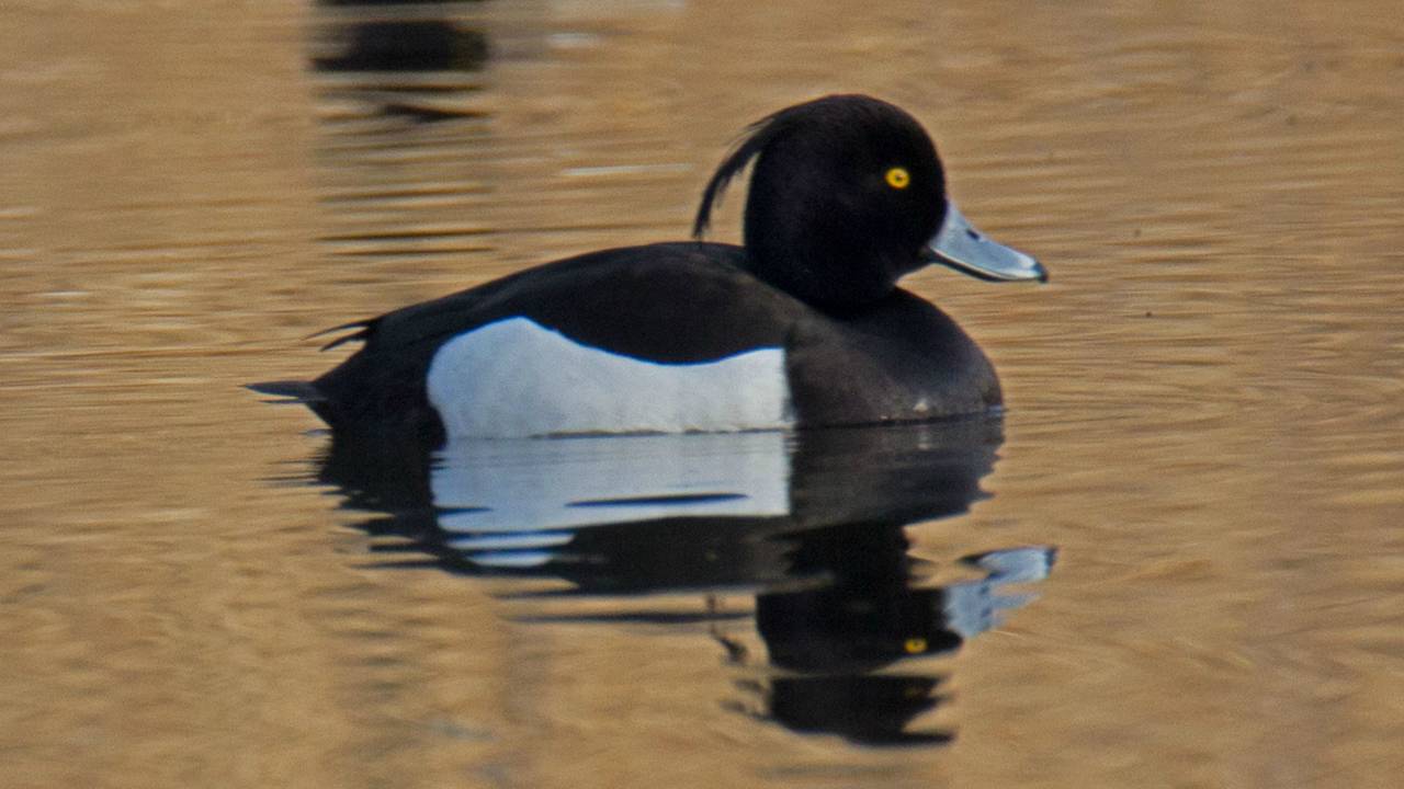 Kuifeend (foto: Flickr/Jac. Janssen)