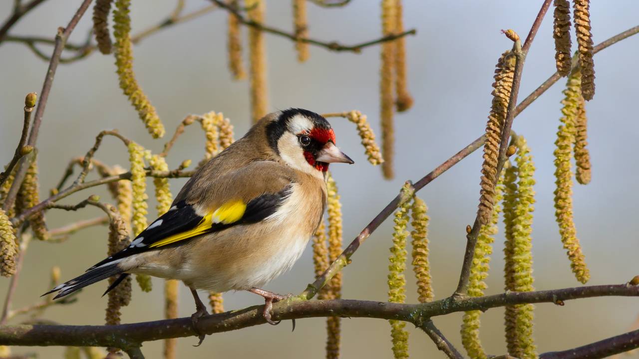 Een distelvink, net zoals de vogeltjes die in Eindhoven werden gestolen.
