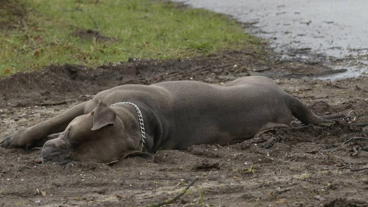 Het neerschieten van de honden was een noodweer-situatie
