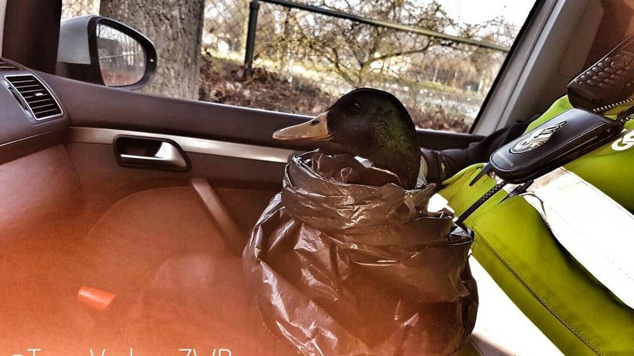 De pechvogel (Foto: Politie)