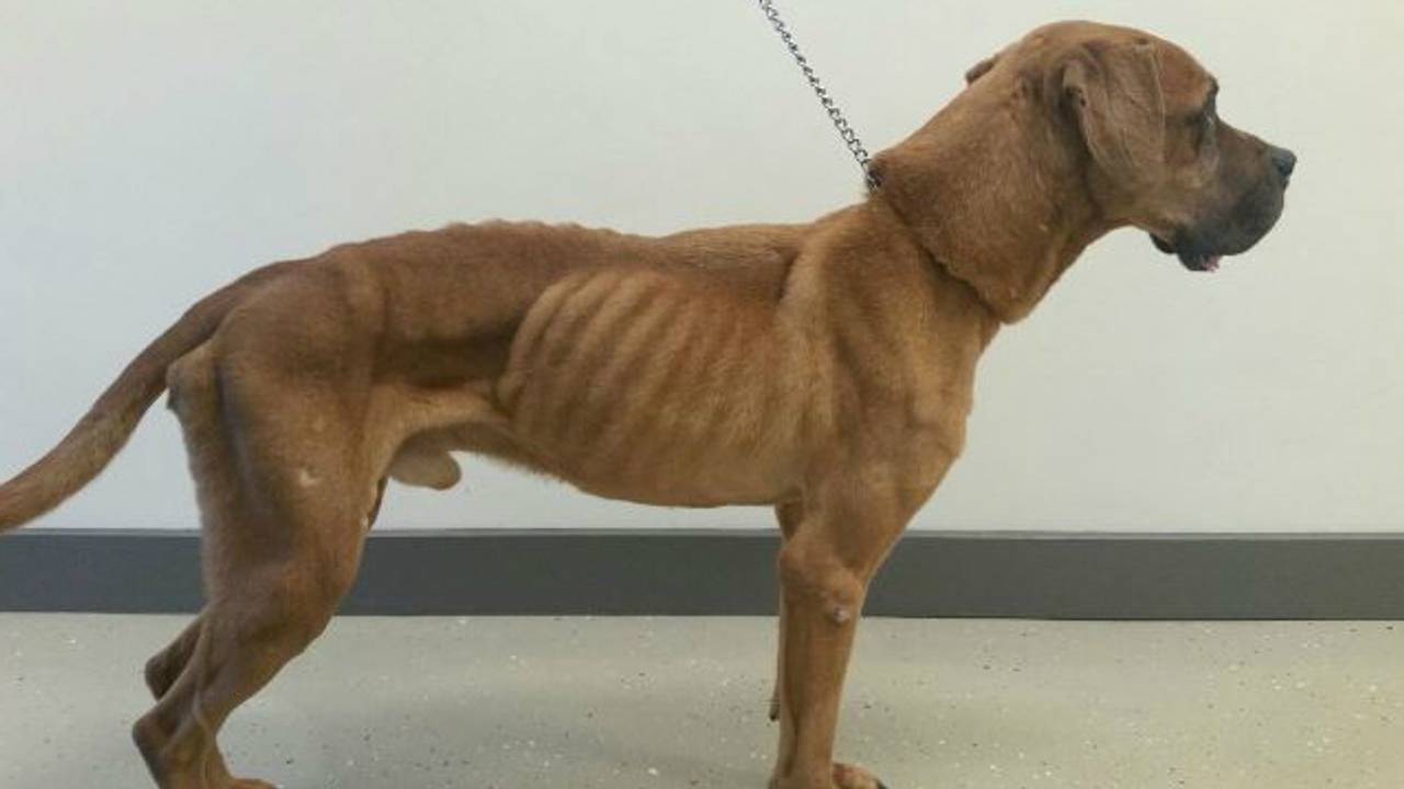 De vermagerde hond sterkt nu aan bij een dierenarts. (Foto: LID)