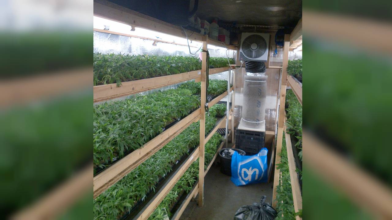 De verstopte hennepstekken. (Foto: Politie Breda)