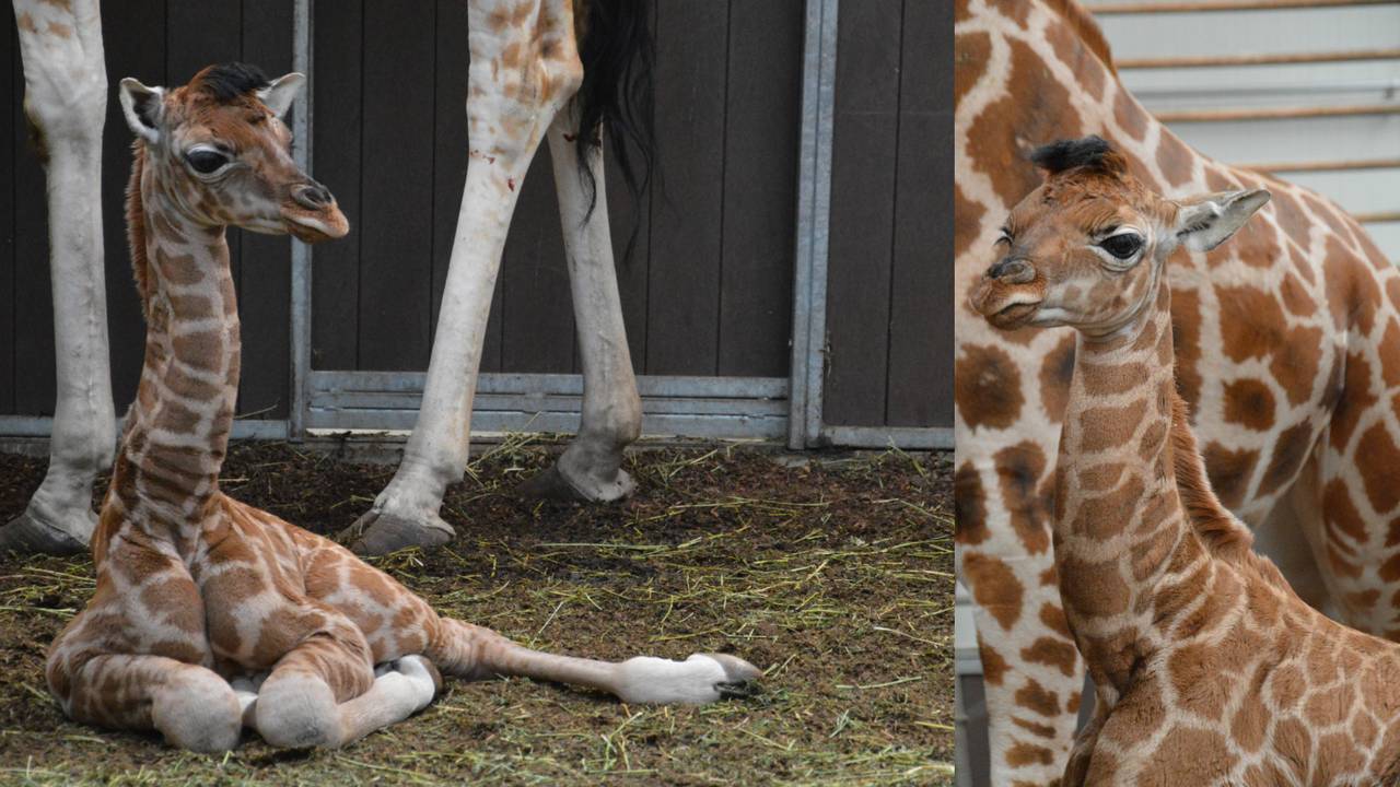 De twee babygirafjes, maar hoe gaan ze heten? (Foto's Marco Zwerver)
