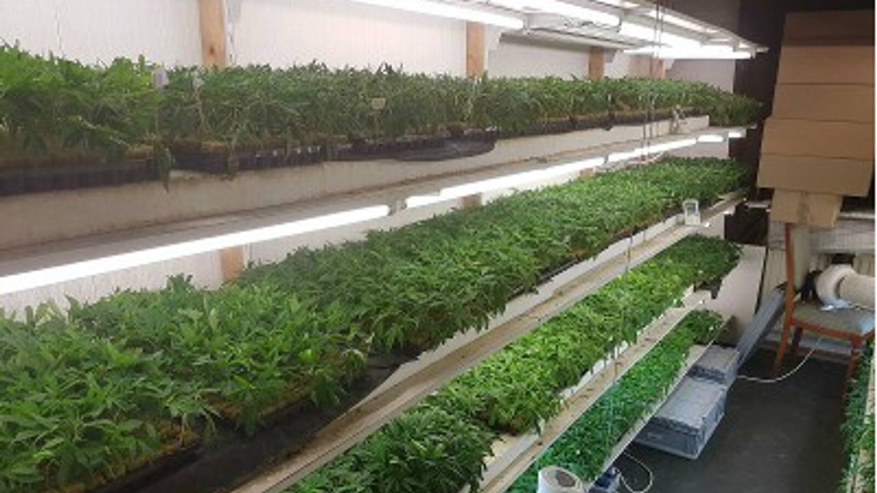 In huis stonden bijna tienduizend stekjes. (Foto: politie)
