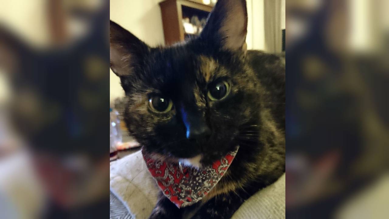 Pepper voordat hij verdween. (Foto: Franka Schapendonk)