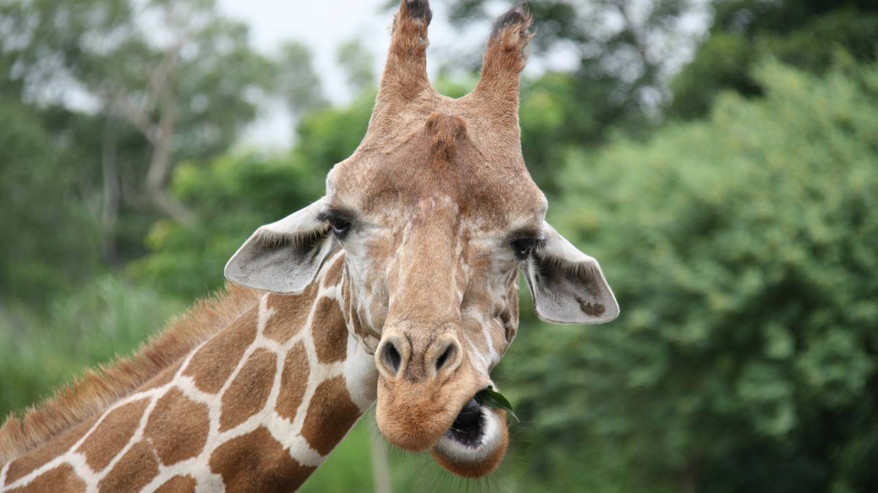BestZoo wil graag giraffen hebben. (archieffoto: EduardoMerille)