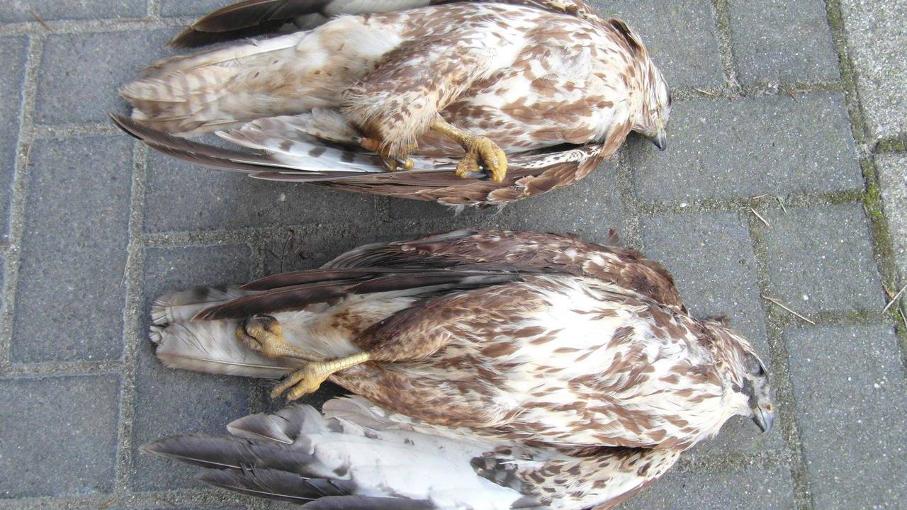 De twee dode buizerds (Foto: Politie)