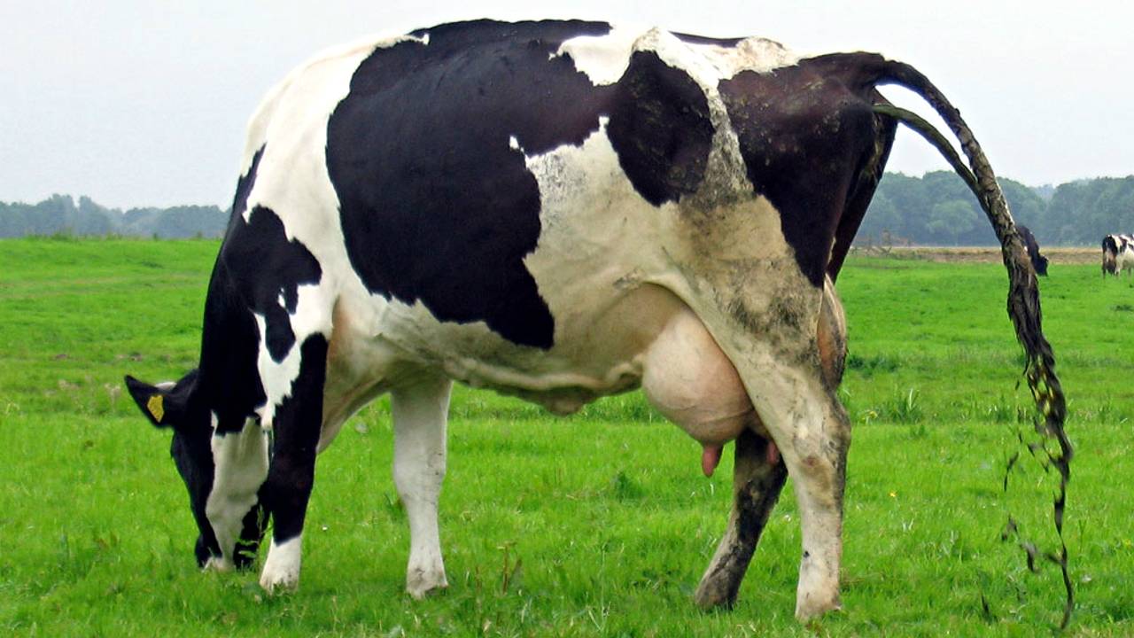 Brabant: veel beesten, veel mest.