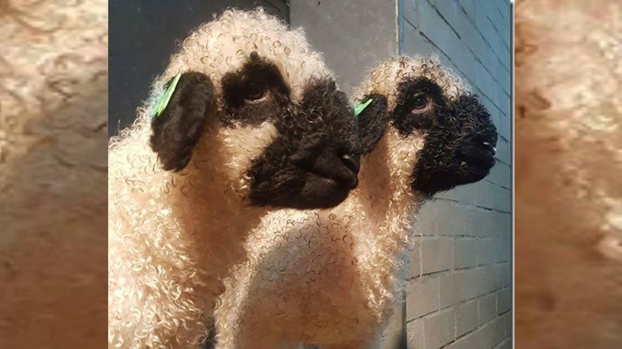 Casper en Casprientje op Facebook.