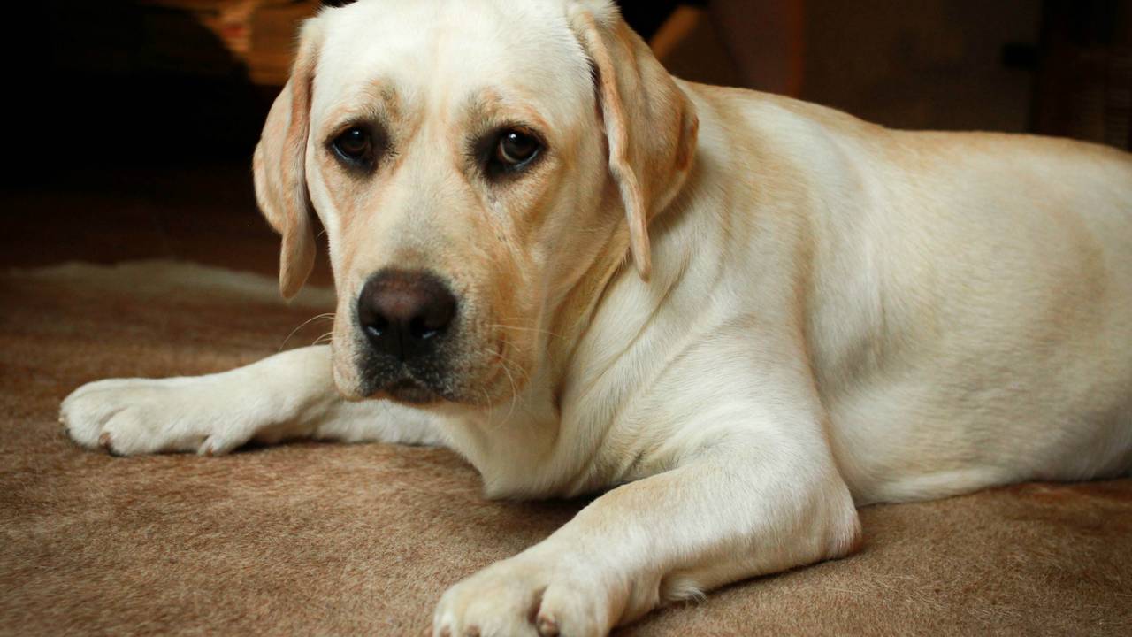 Een willekeurige labrador. (Foto: Elisa/Flickr)