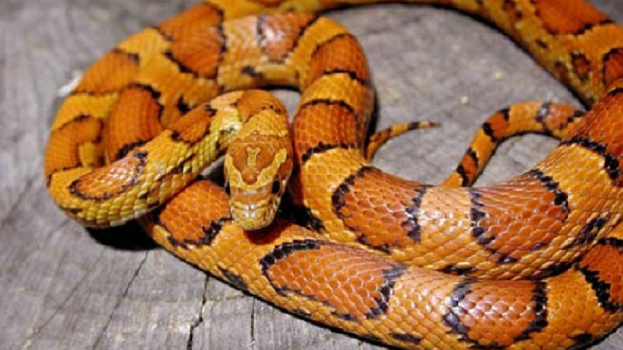 Meter lange rattenslang glipt ertussenuit in Etten-Leur, wie heeft 'm gezien?