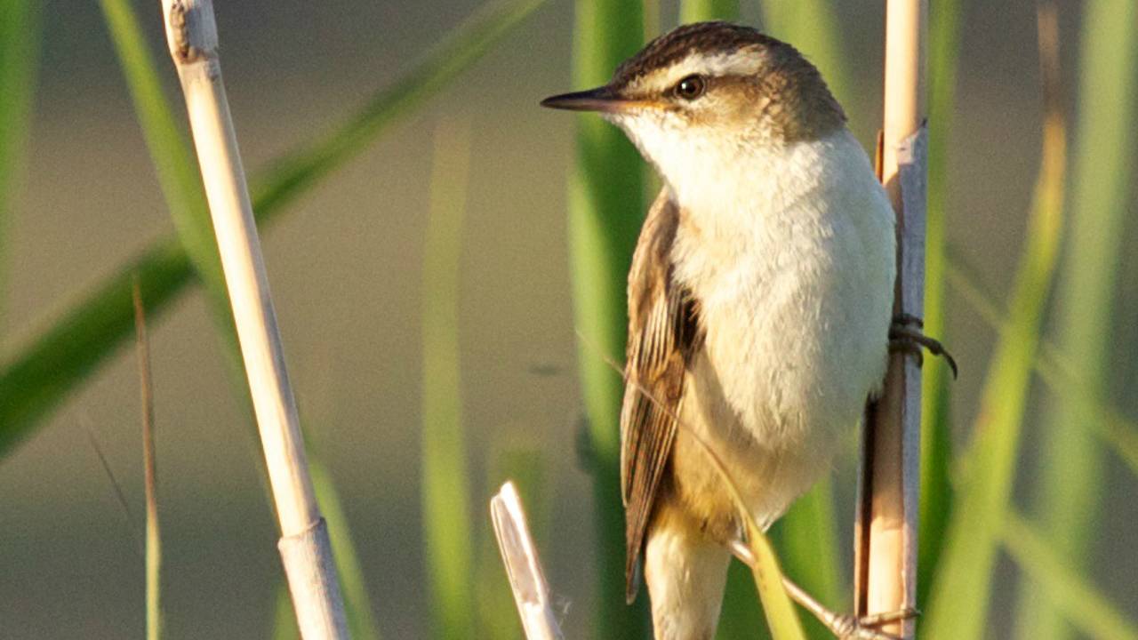 Een zwartkoprietzanger in de Biesbosch. (Foto: Frans Schouwenburg/Flickr)