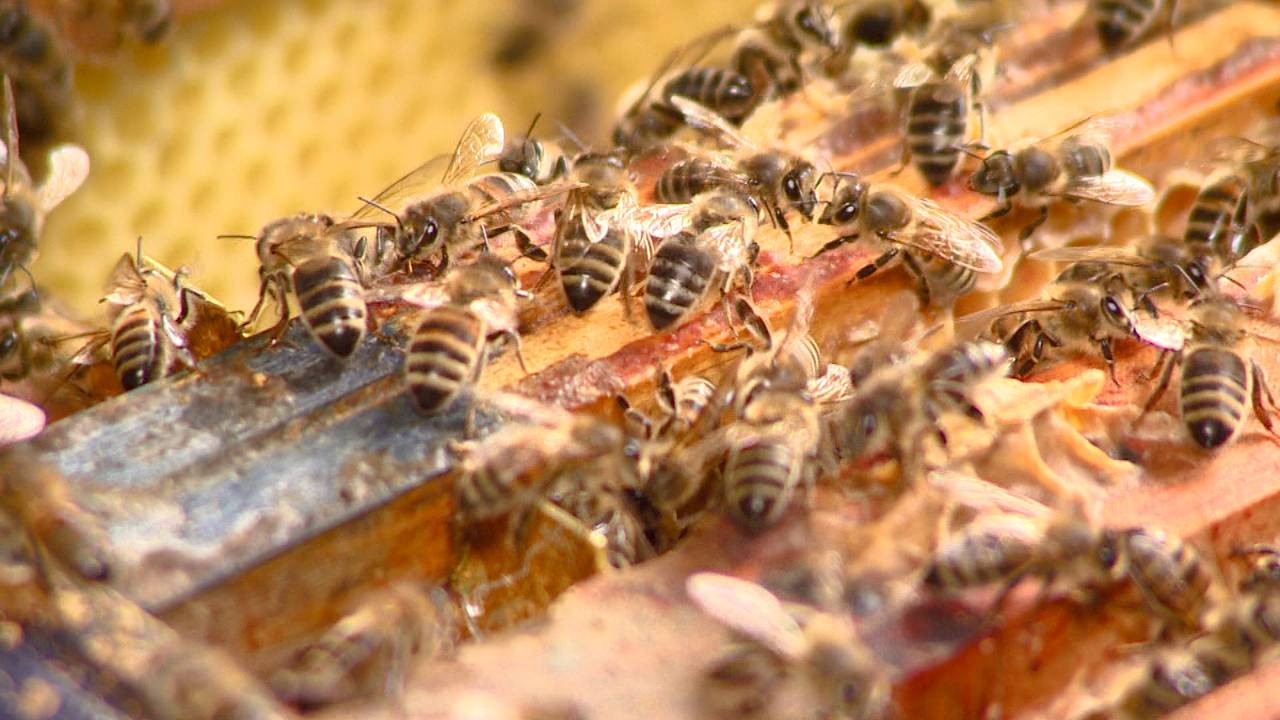 Boswachter Thomas van der Es ziet steeds meer bijenkasten rond de Biesbosch.