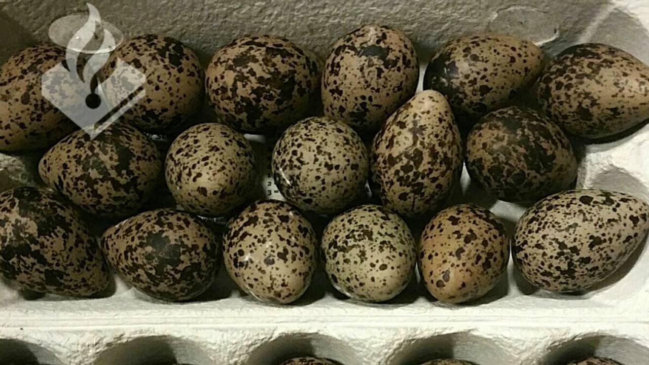 (foto: Dierenpolitie)