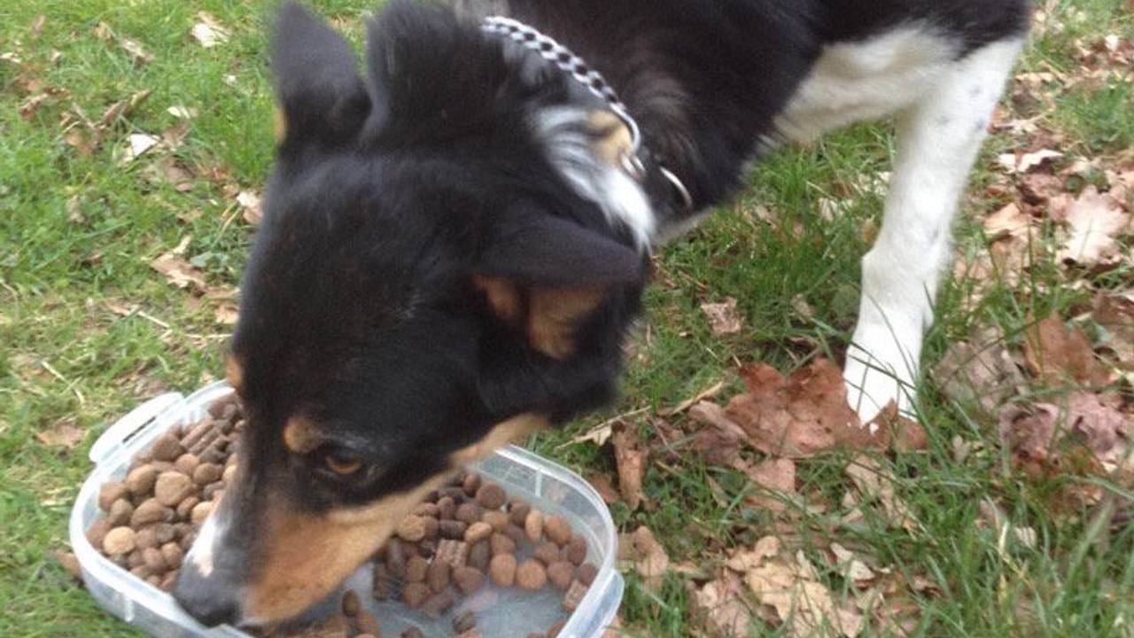 Van wie is deze hond?