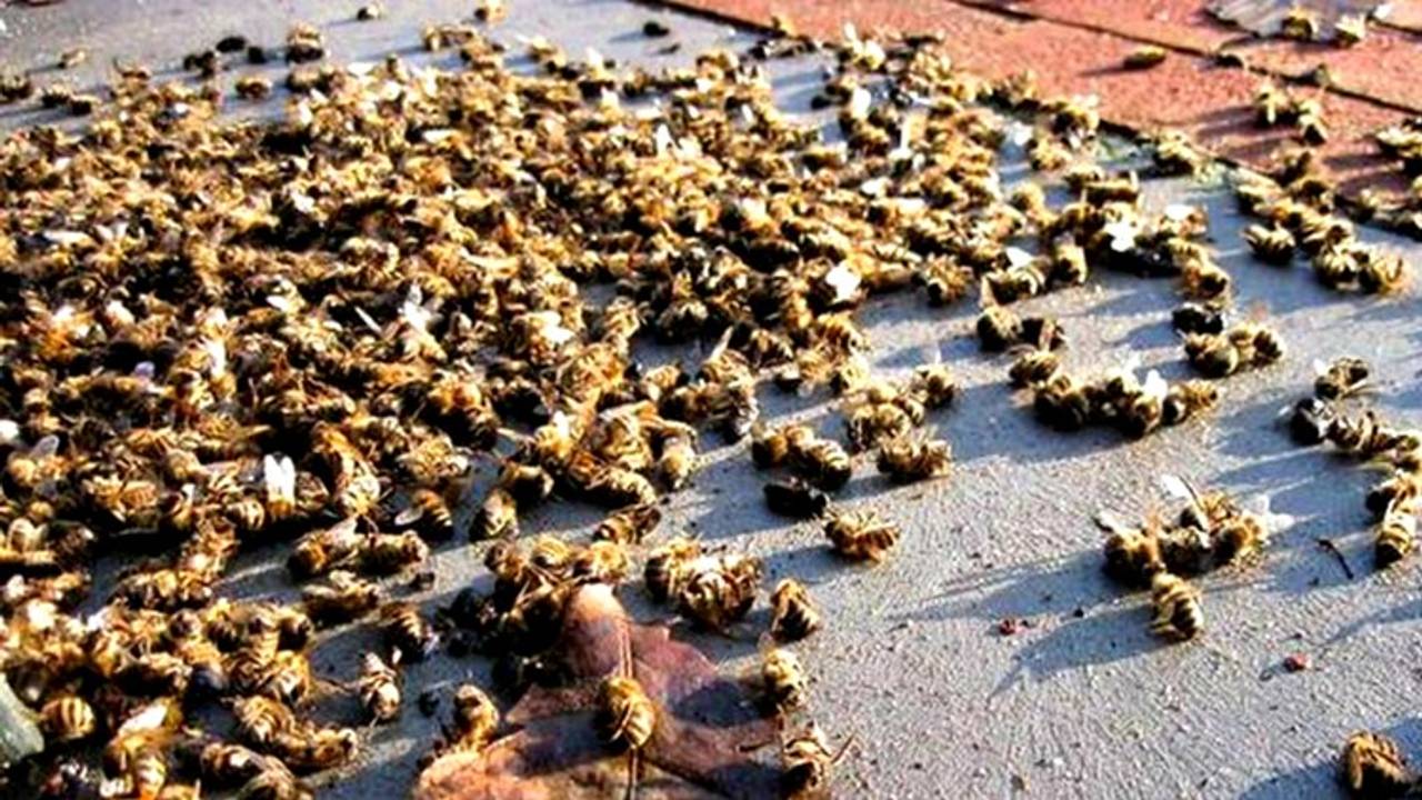 Fipronil is dodelijk voor bijen en andere insecten.