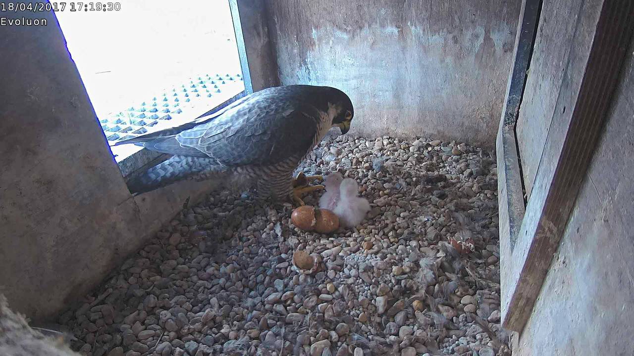 Twee valkjes zijn een paar uur eerder uit het ei gekropen (beeld: Pellegrines)