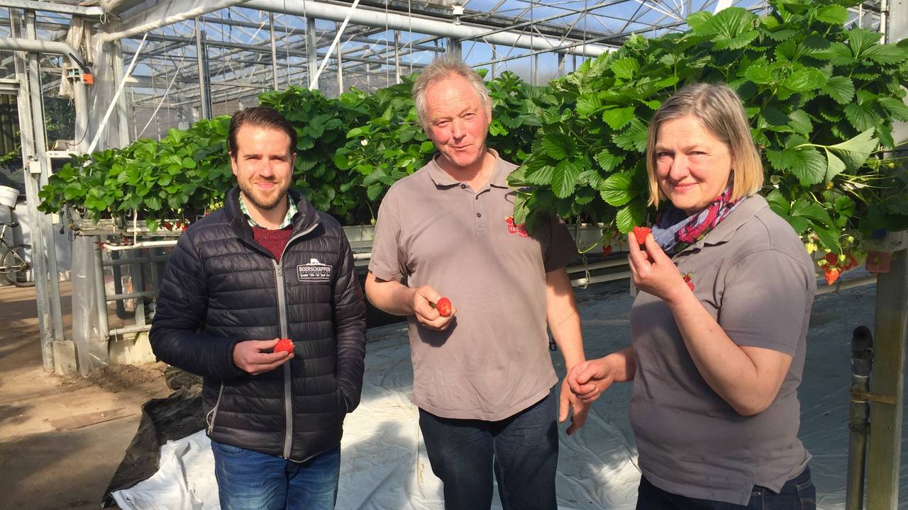 Boerschappen haalt de verse aarbeien op
