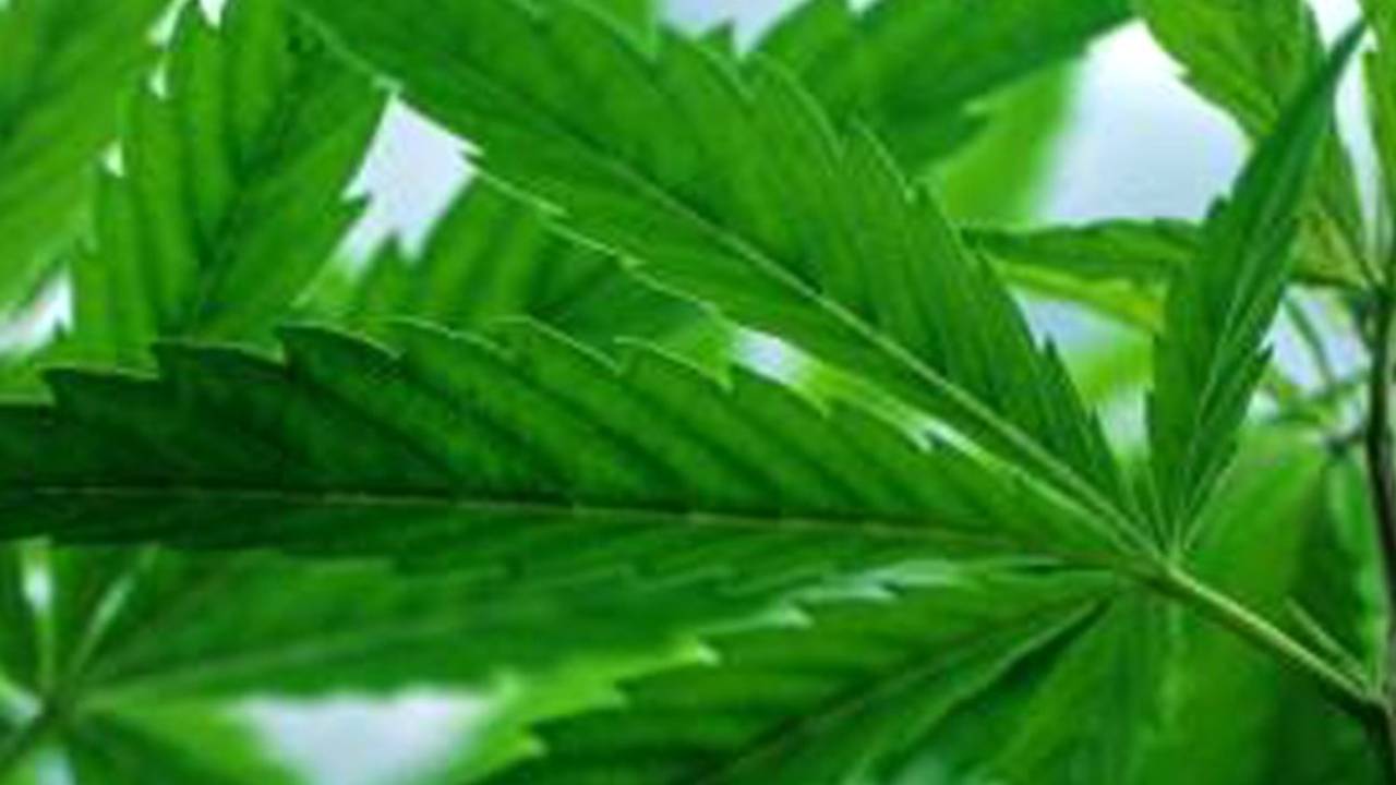 15.000 wietplanten in bedrijfspand Uden. (Foto: archief)