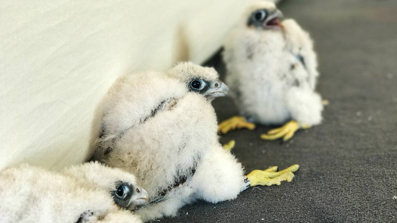 De geboren slechtvalkjes.