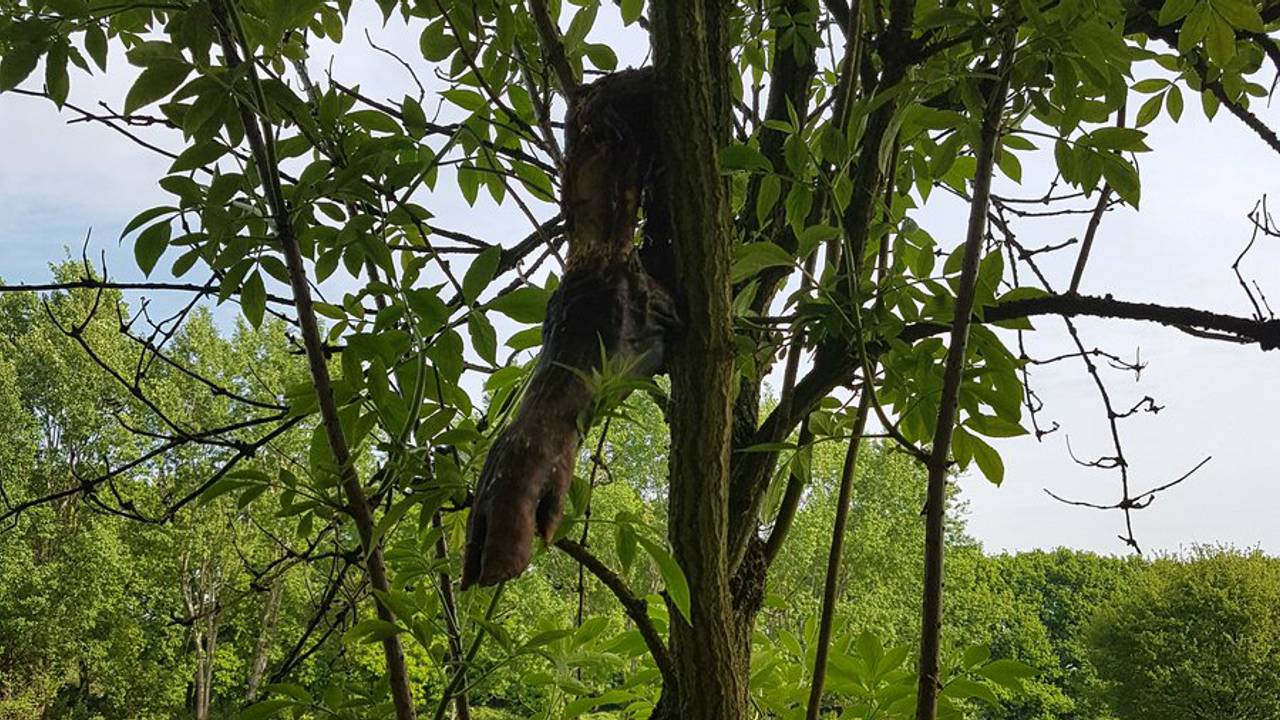 Gevonden dierenpoot is Oss. Foto: Bert van Geffen