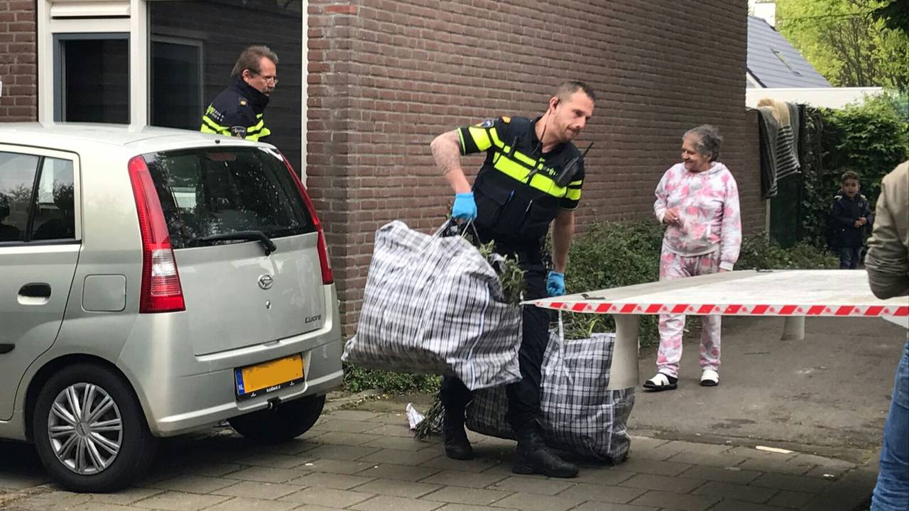 De hennepplanten worden in beslag genomen. (Foto: Eva de Schipper)