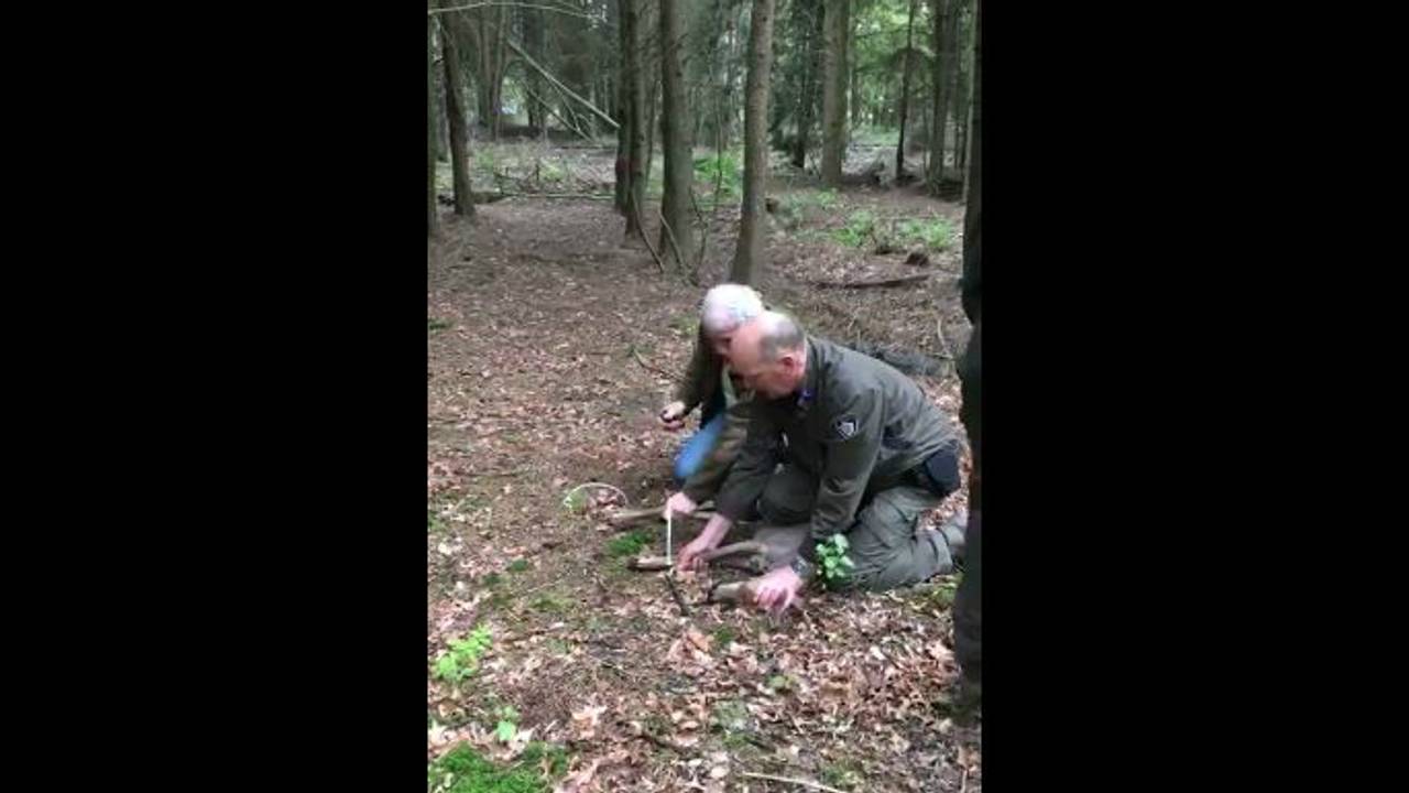 Het hertje werd vrijgelaten in het bos (Foto: Politie)