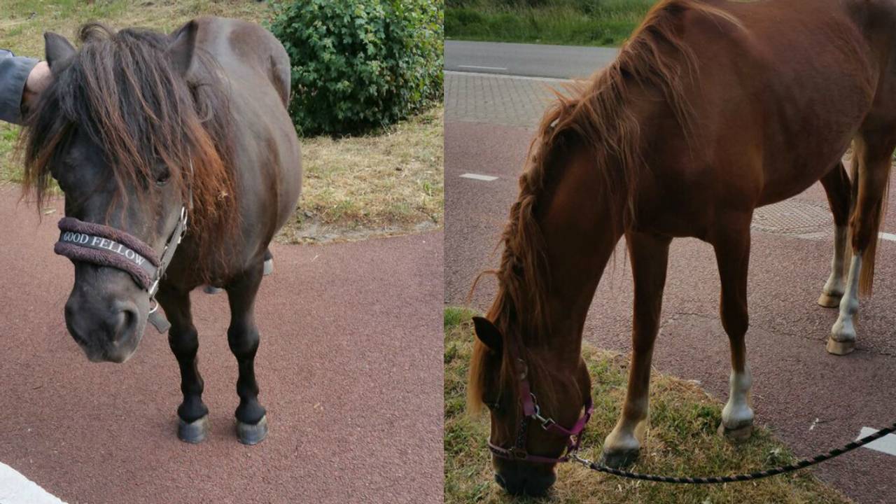 Paarden gezocht! Het gaat om deze twee dieren. Foto: Politie/Dré van Roomen