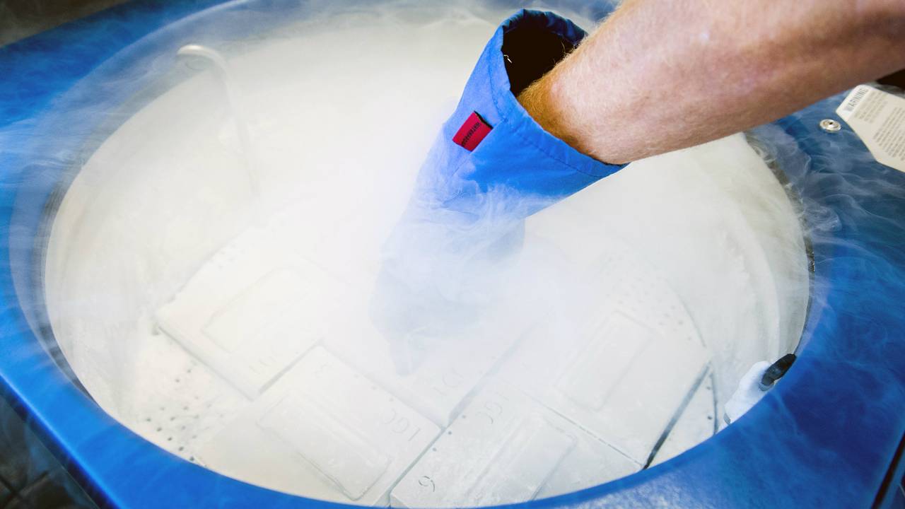 rietjes met ingevroren zaad in een stikstofcontainer. (Foto: ANP)