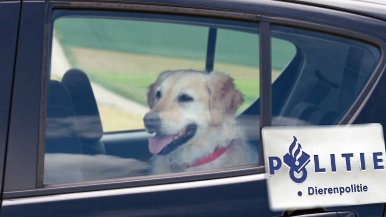 De boetes voor het achterlaten van een hond in een auto kunnen hoog oplopen (foto: Freestocks).