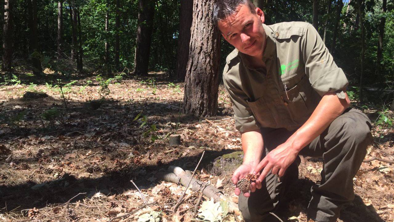 Boswachter Erik de Jonge in het droge bosgebied (Foto: Erik Peeters)