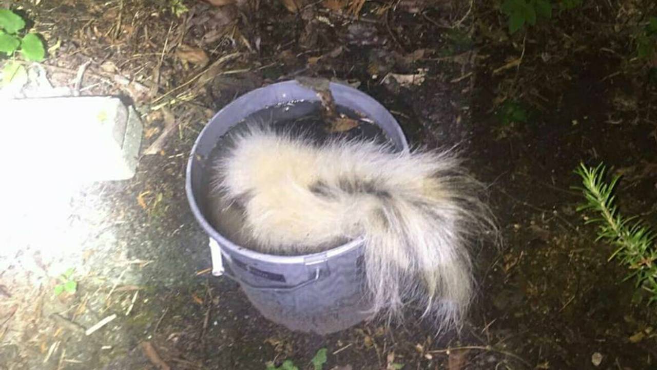 Het dode stinkdier lag in een emmer. (Foto: politie Eindhoven/Facebook)