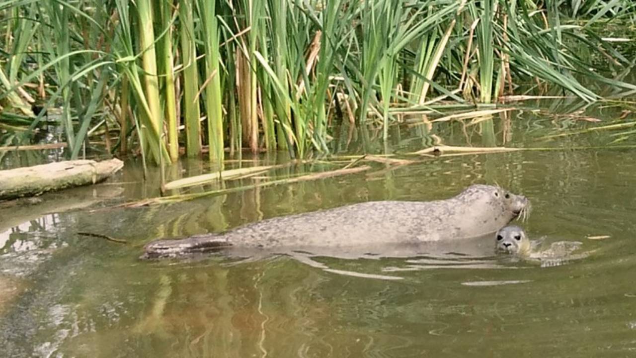 Moeder Doka en haar jong (Foto:Dierenrijk)