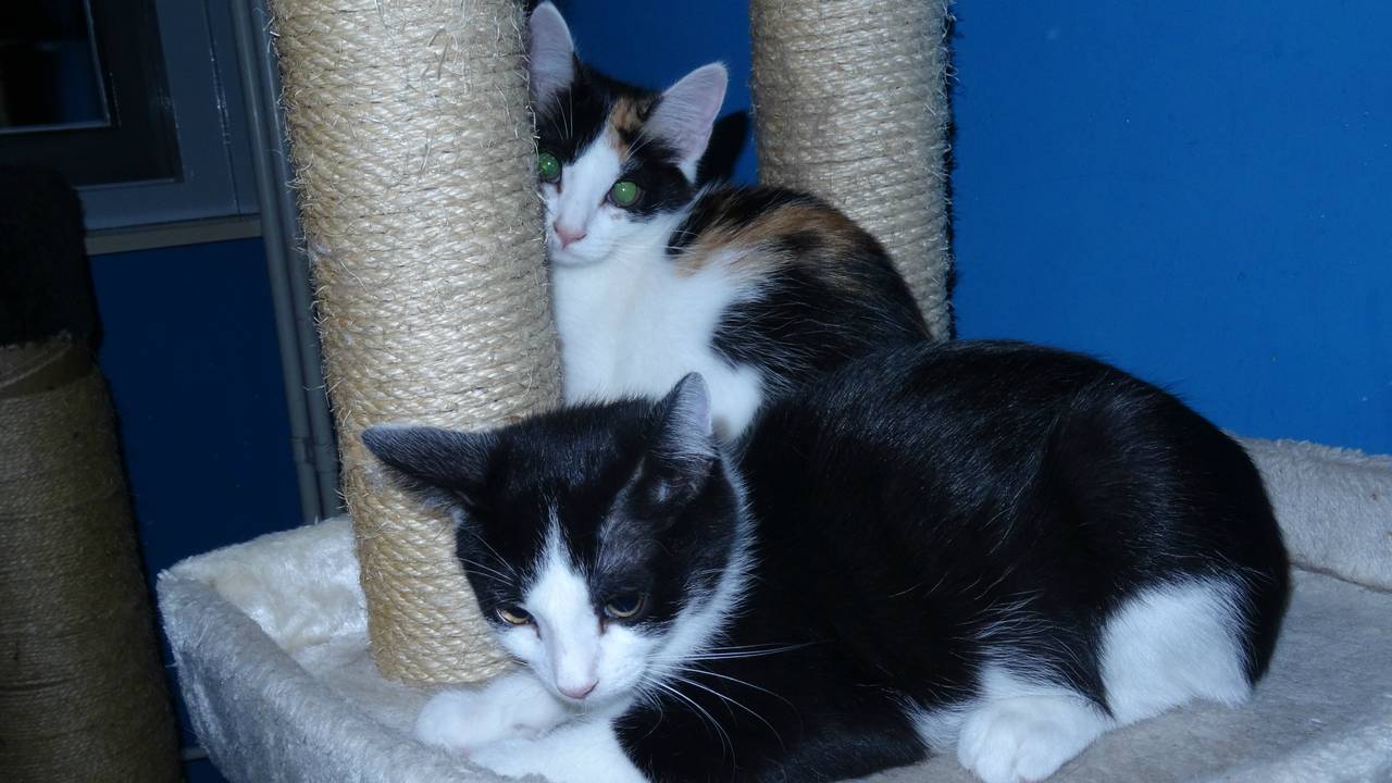 Foto: Egelopvang Roosendaal