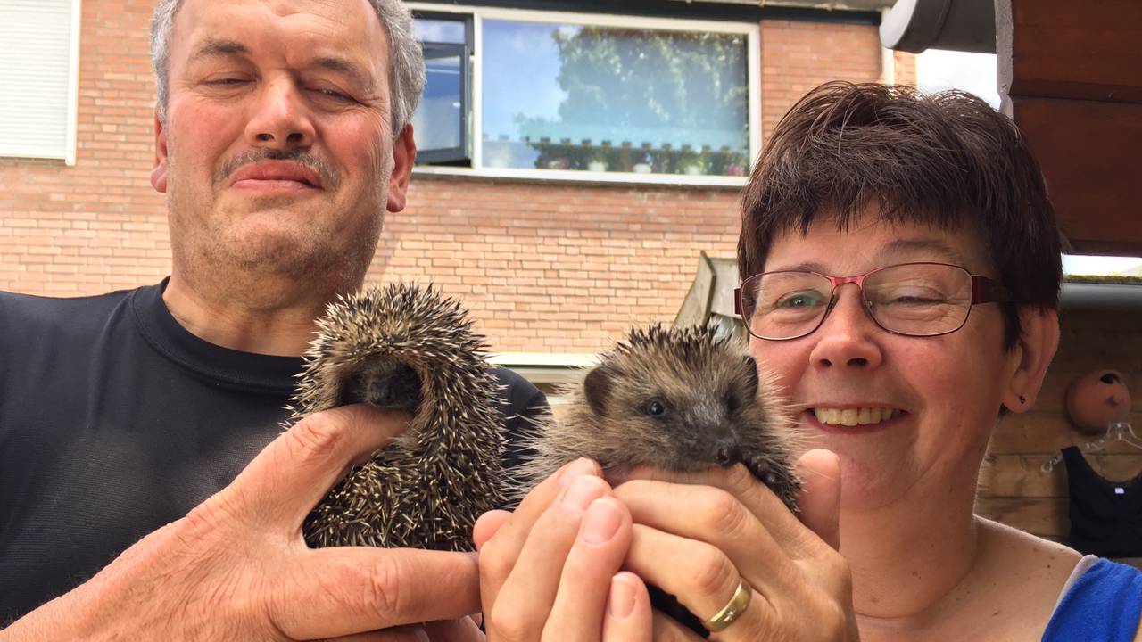 Dré en Conny Scheeres met twee egeltjes