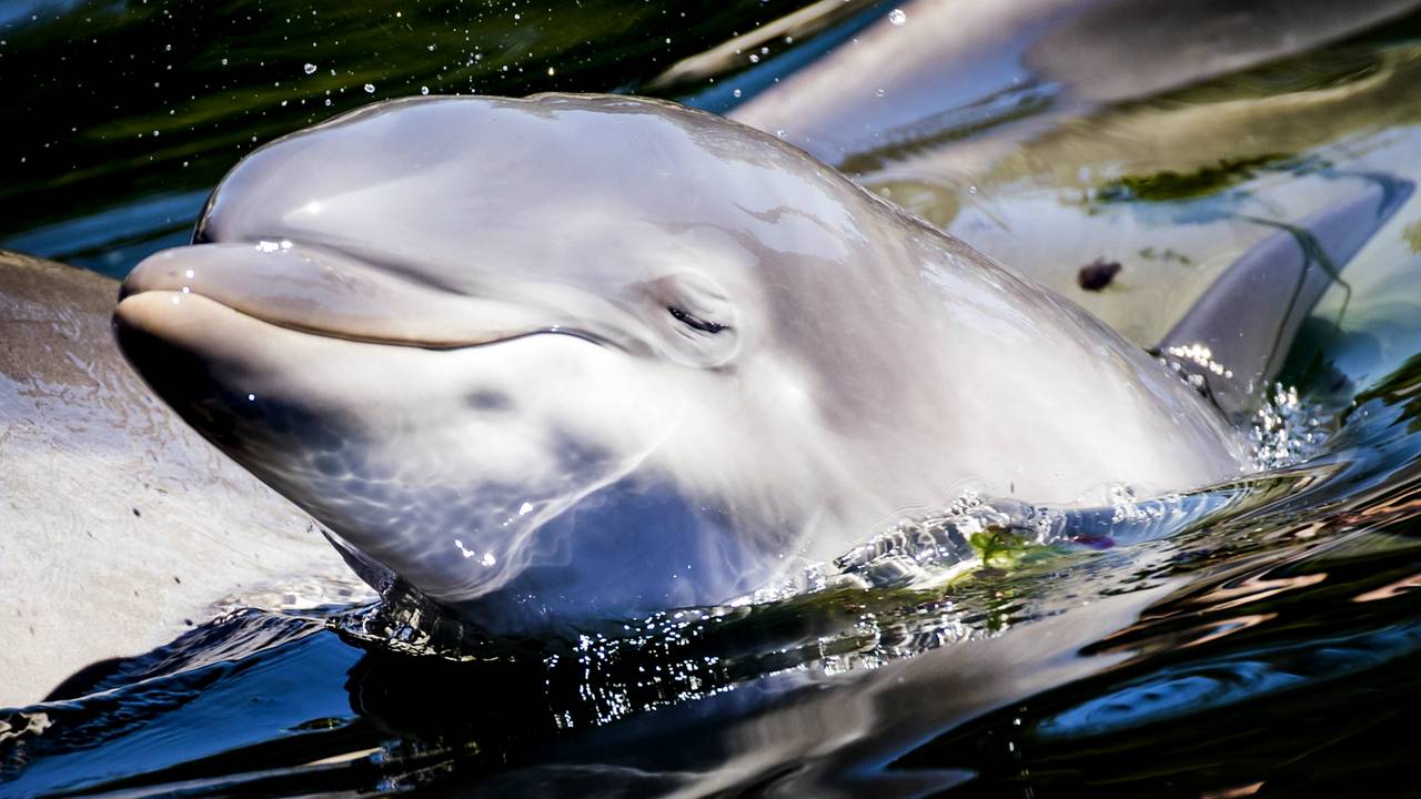 Tevreden dolfijn in het Dolfinarium. (Archieffoto: ANP)