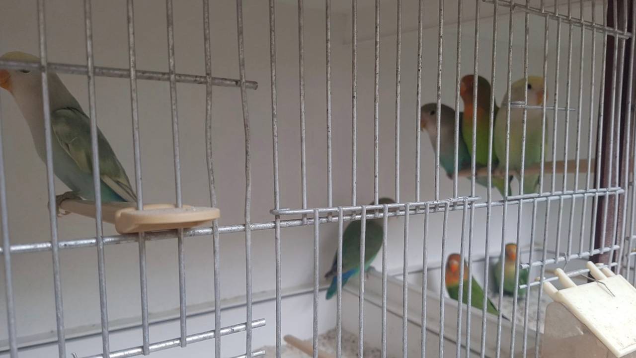 Een deel van de ontsnapte dwergpapegaaien vóór ze ontsnapten. (foto: Johan van Gils)