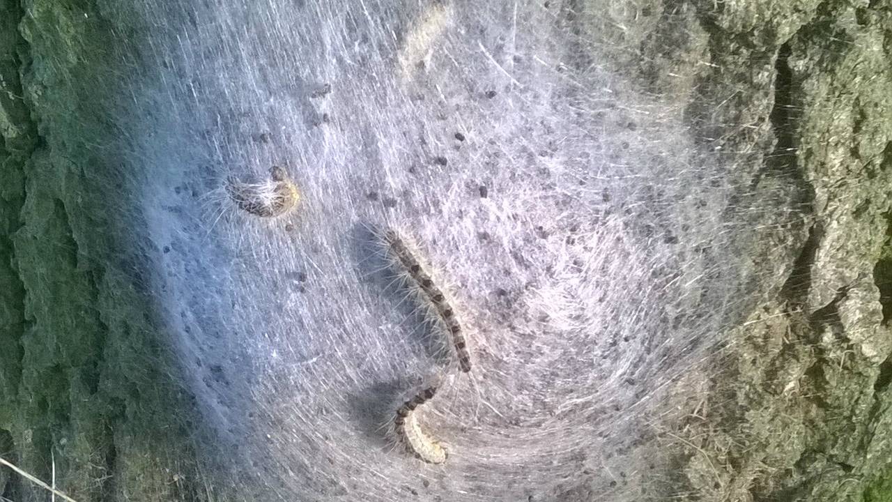 De eikenprocessierups (Foto: Rien Maas).