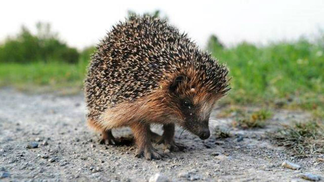 Foto: Frans Kapteijns