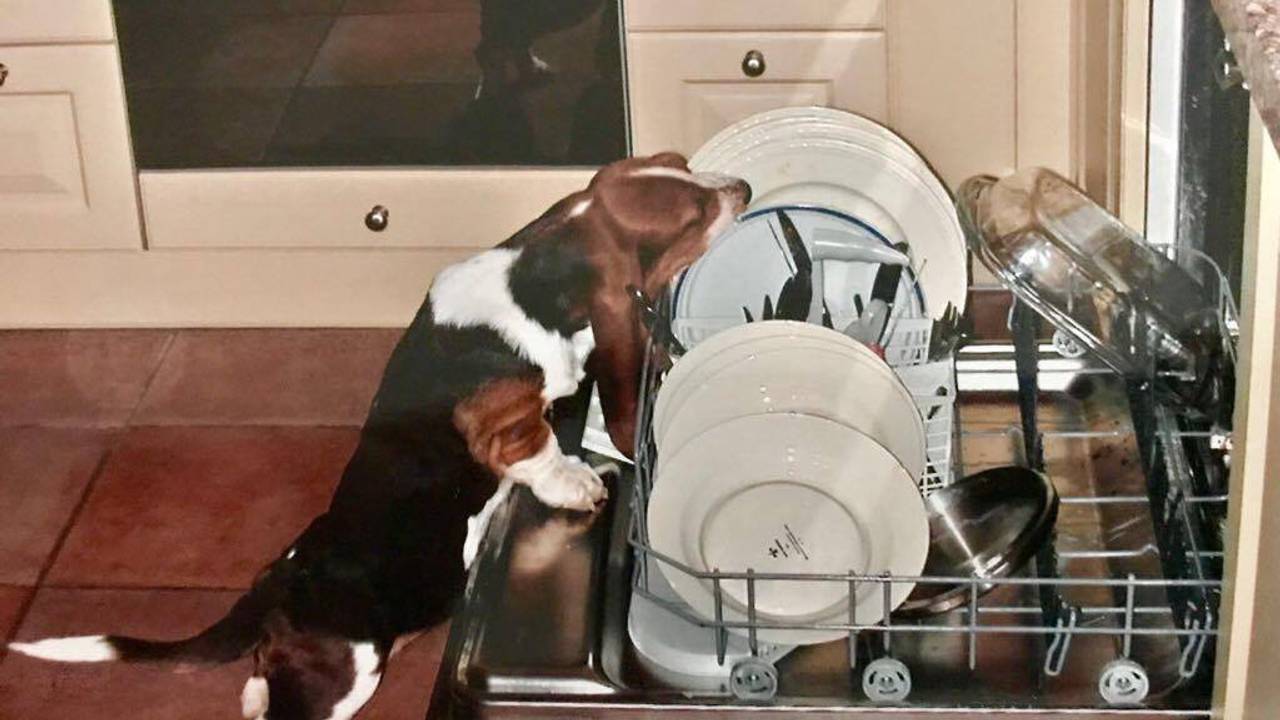 De basset van de ouders van Eva.